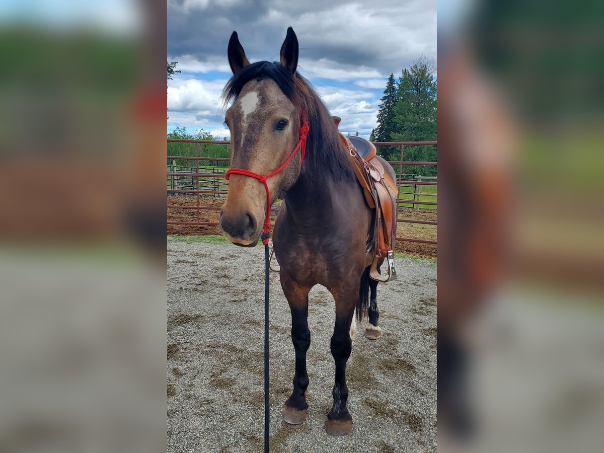 Mustang (kanadisch) Wallach 4 Jahre 153 cm Buckskin in Kerns