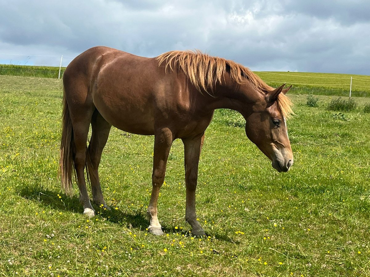 Mustang Klacz 2 lat 150 cm Ciemnokasztanowata in Oberbachheim