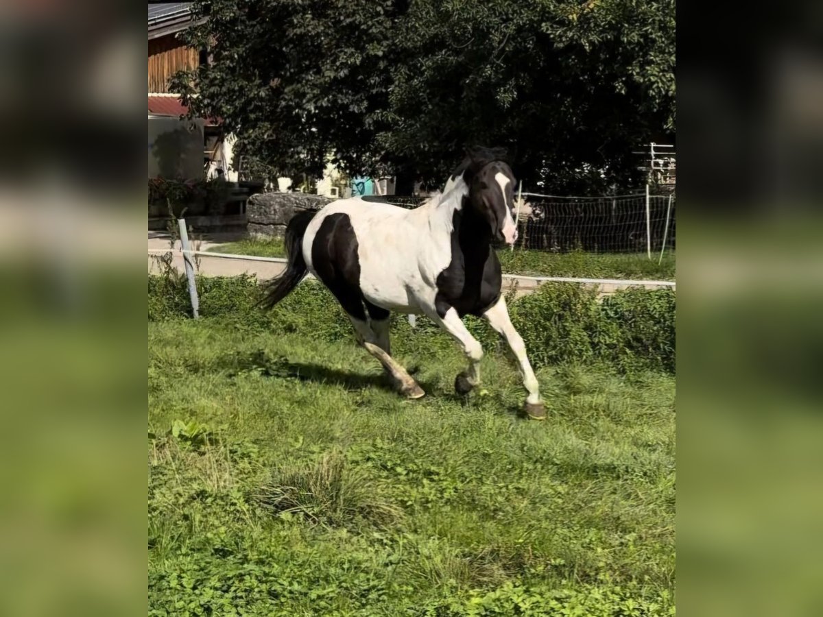 Mustang Ogier Tobiano wszelkich maści in Eltville am Rhein