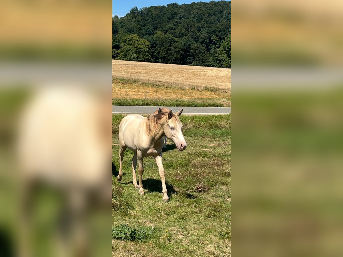 Mustang Semental 1 año 150 cm Champán in Oberbachheim