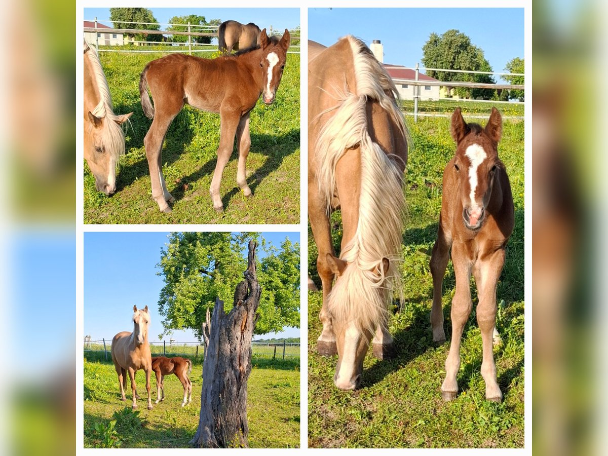 Mustang Semental Potro (05/2025) 152 cm in Kupferzell Mustang Semental Potro (05/2025) 152 cm in Kupferzell