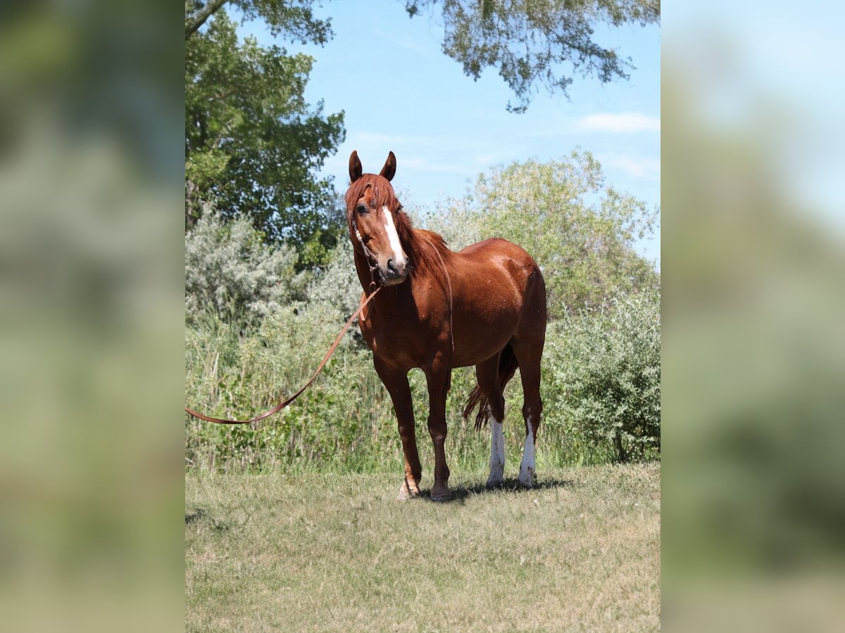 Mustang Wałach 14 lat 142 cm Cisawa in Fort Collins