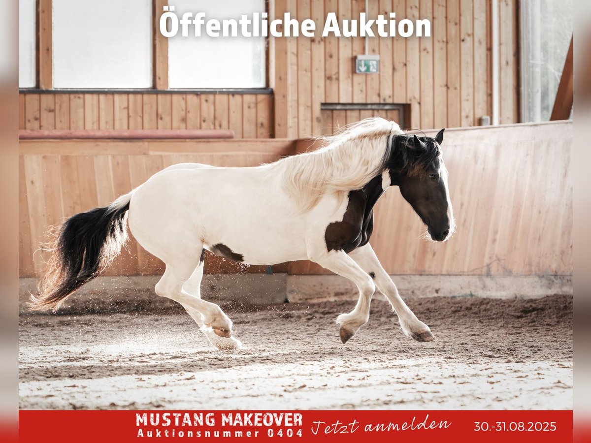 Mustang Yegua 10 años 140 cm Pío in Seeburg
