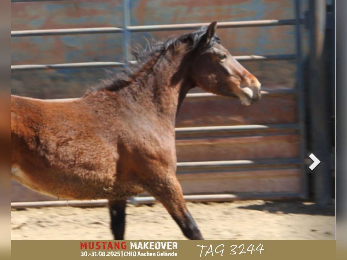 Mustang Yegua 4 años 153 cm Castaño in Taunusstein