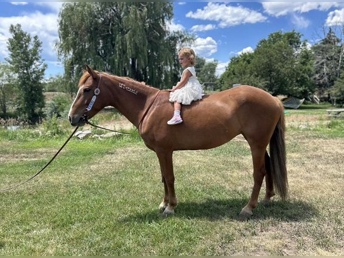 Mustang Yegua 6 años 145 cm Alazán rojizo in Fort Collins