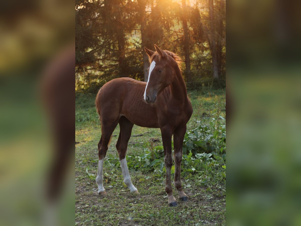 Mustang Mestizo Yegua Potro (05/2024) 152 cm Alazán-tostado in Einbeck