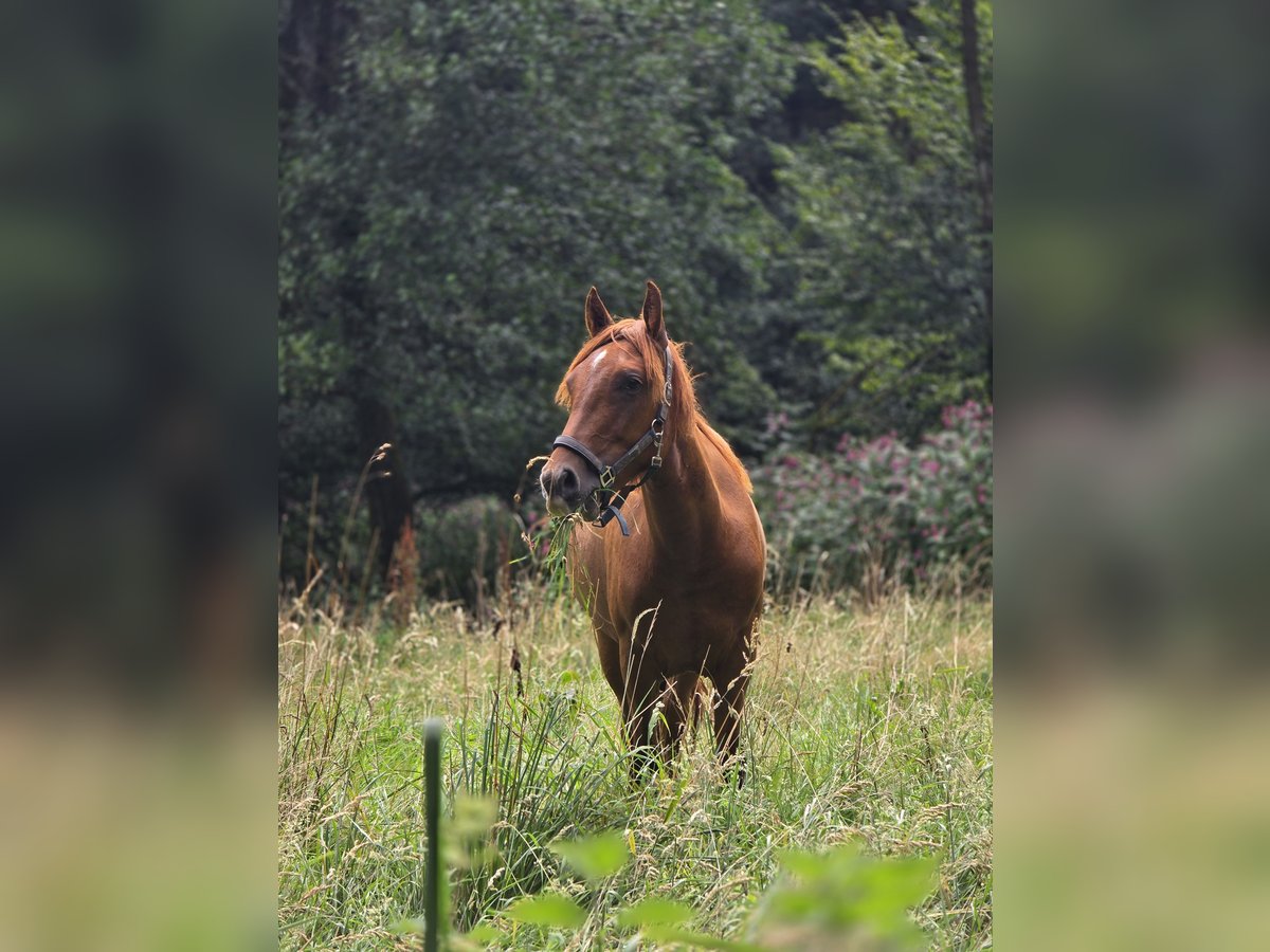 Nederlandse koudbloedige Mix Merrie 1 Jaar 145 cm Bruin in Meinerzhagen