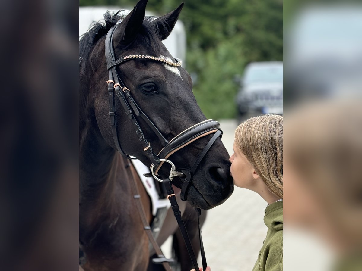 New Forest Castrone 13 Anni 145 cm Baio scuro in Kaunas