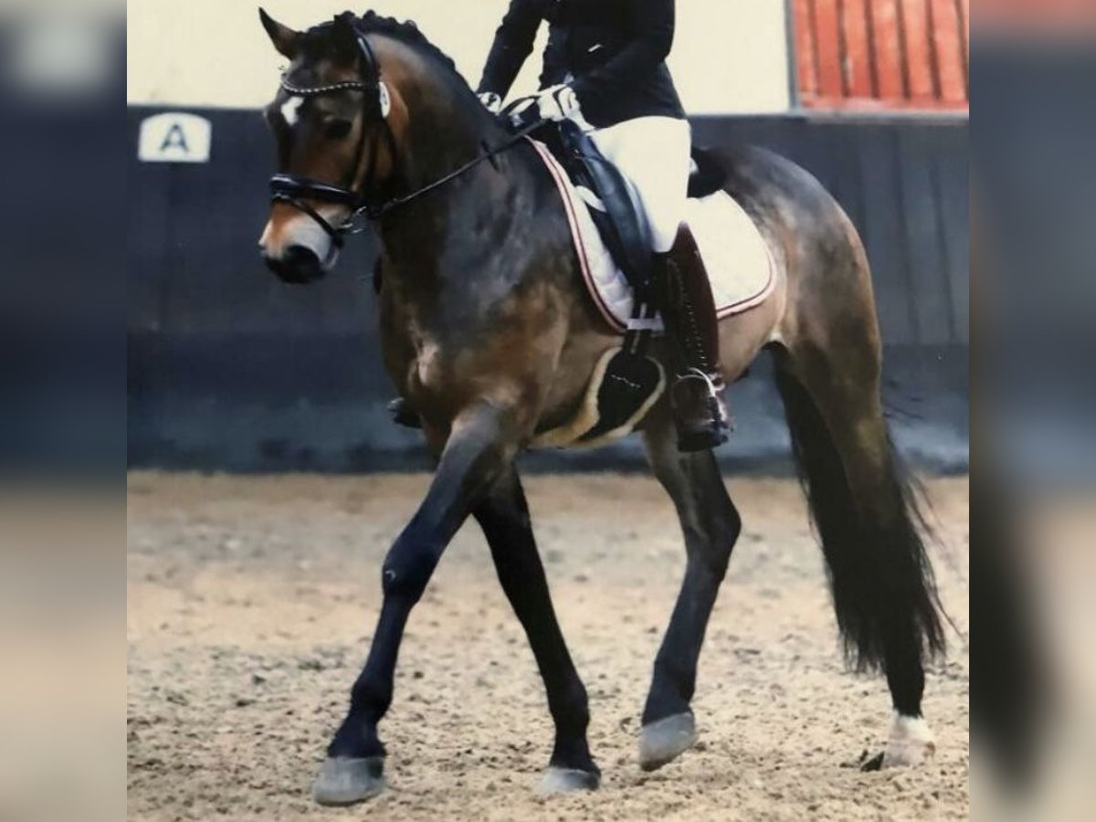 New Forest Castrone 14 Anni 148 cm Baio in Langerwehe