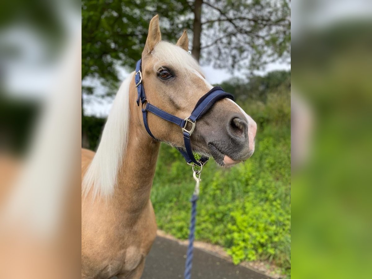 New Forest Castrone 15 Anni 148 cm Palomino in Canach