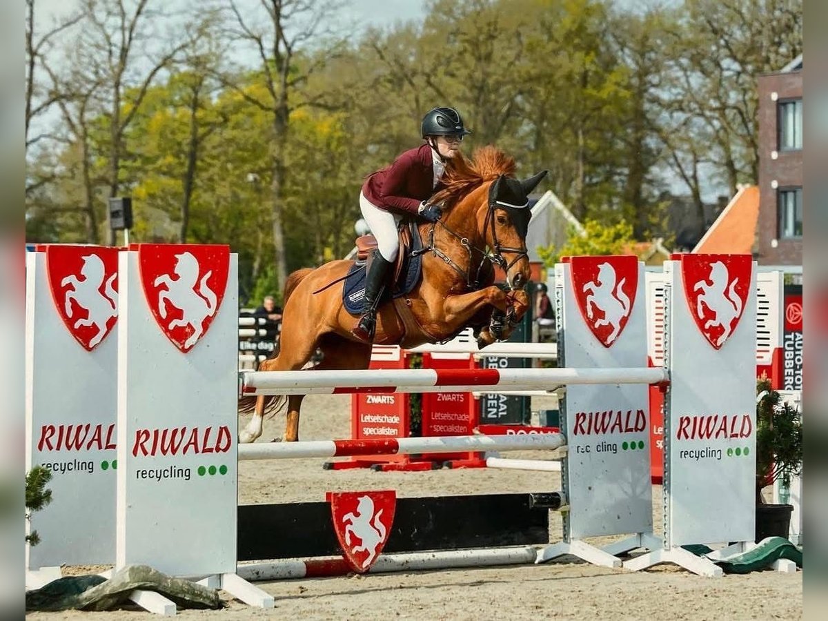 New Forest Giumenta 10 Anni 148 cm Sauro in Florenz