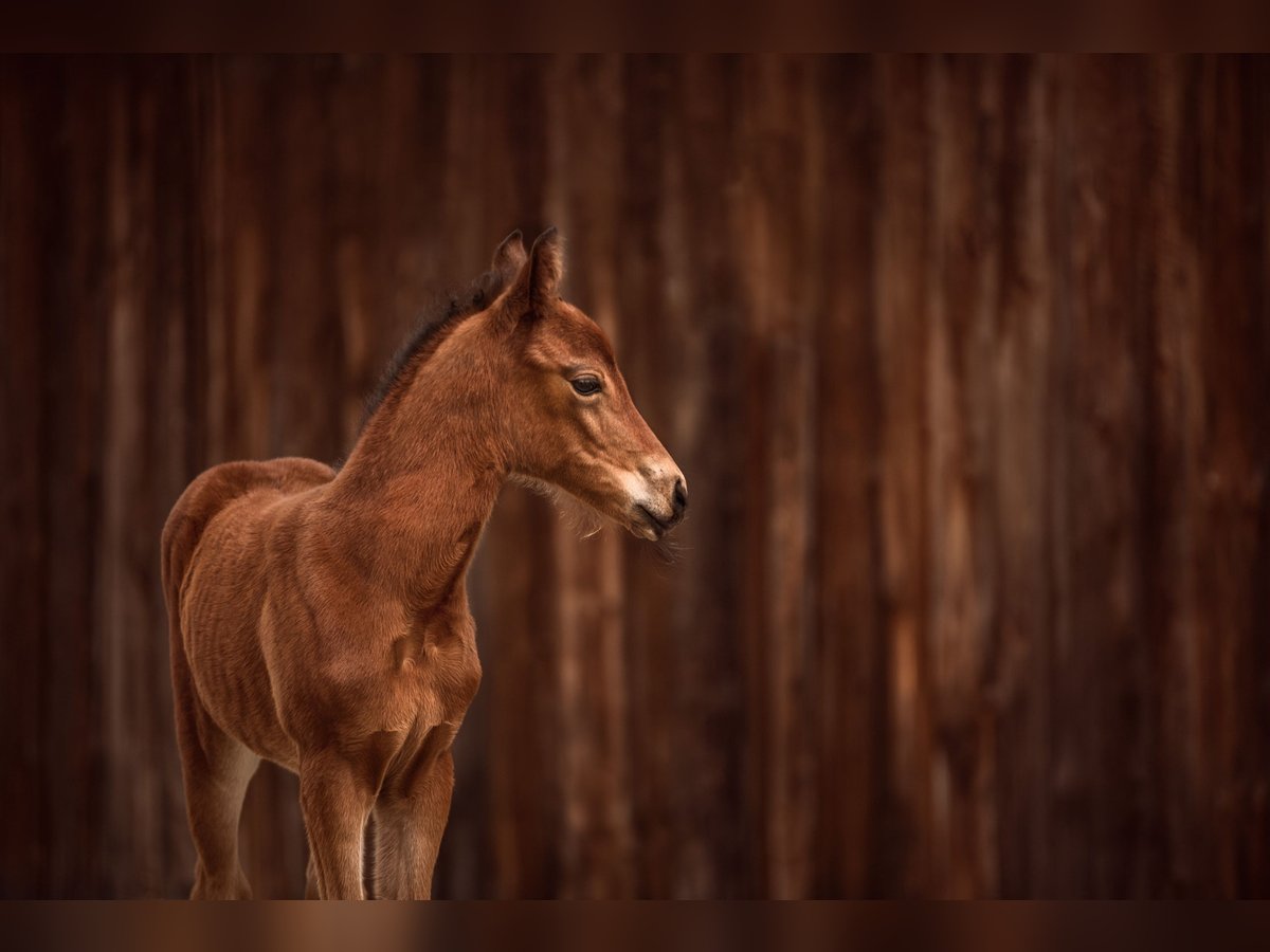 New Forest Giumenta 1 Anno Baio in Pentling