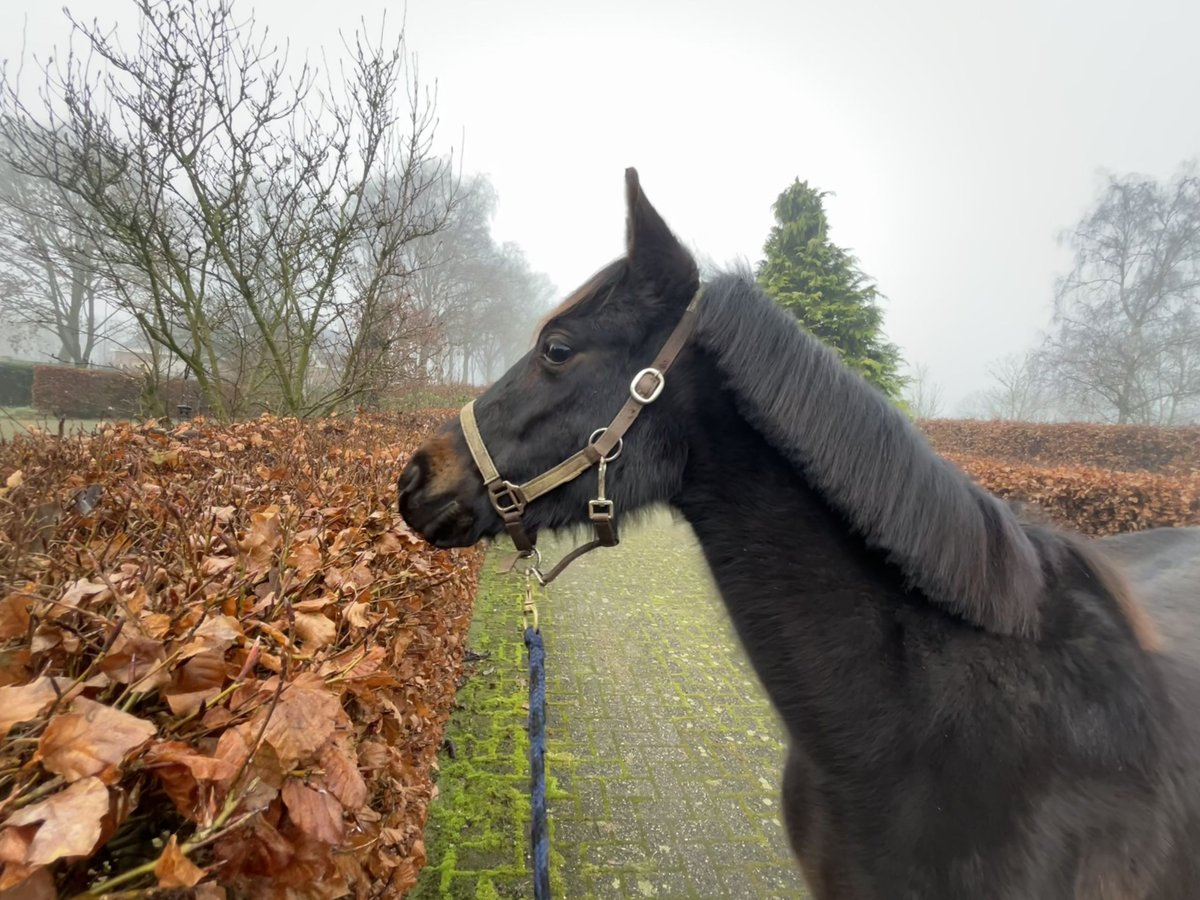 New Forest Mix Giumenta 3 Anni 130 cm Baio nero in Swalmen