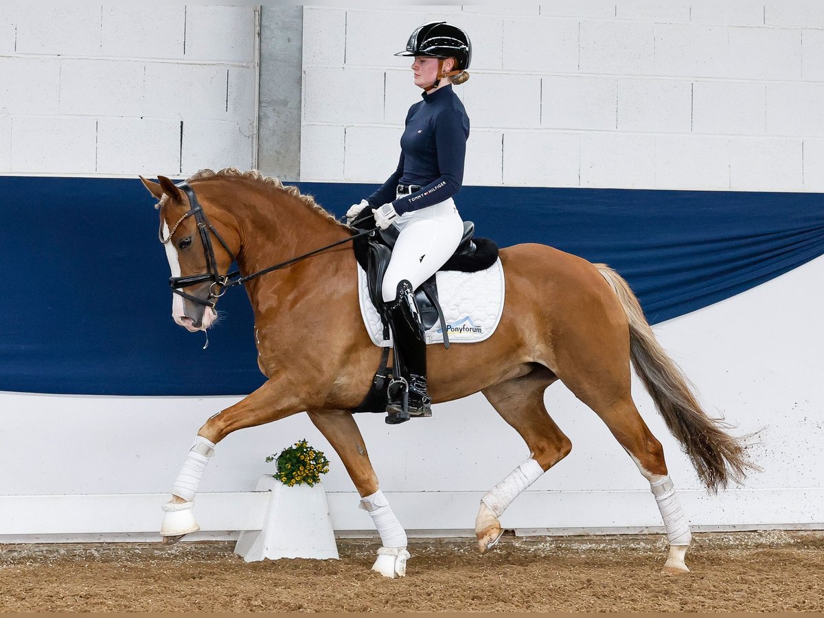 New Forest Giumenta 4 Anni 145 cm Sauro scuro in Marsberg