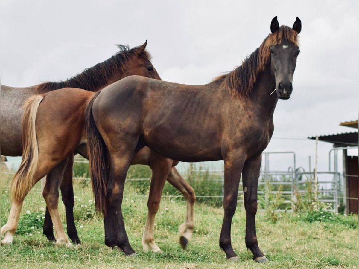 New Forest Hingst 1 år 145 cm in Roigheim