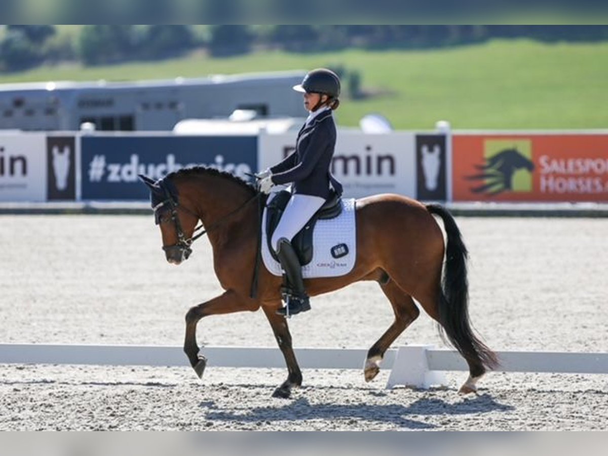 New Forest Pony Gelding 10 years 14,2 hh Brown in Coevorden