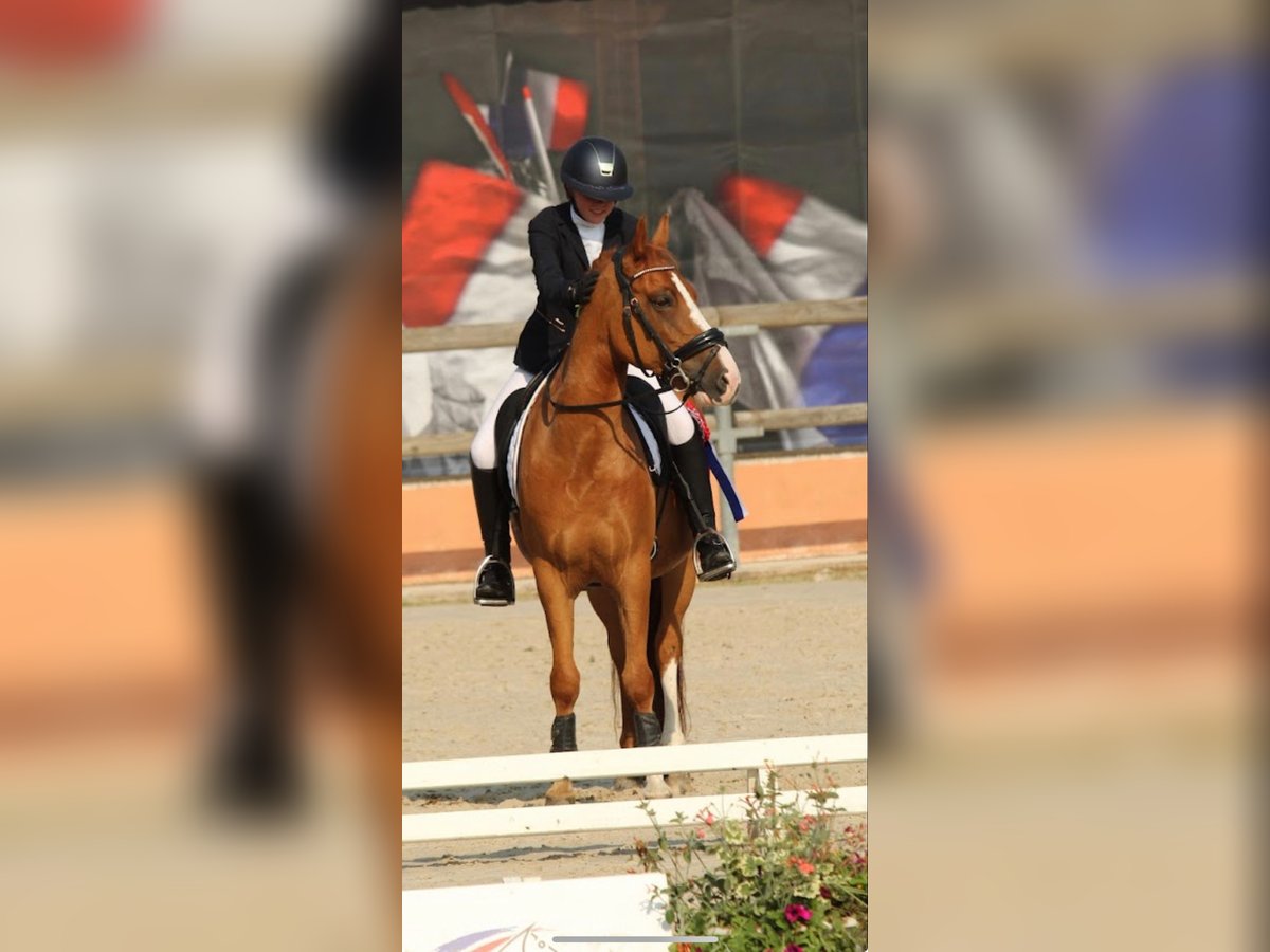 New Forest Pony Gelding 10 years 14 hh Chestnut-Red in Nomain