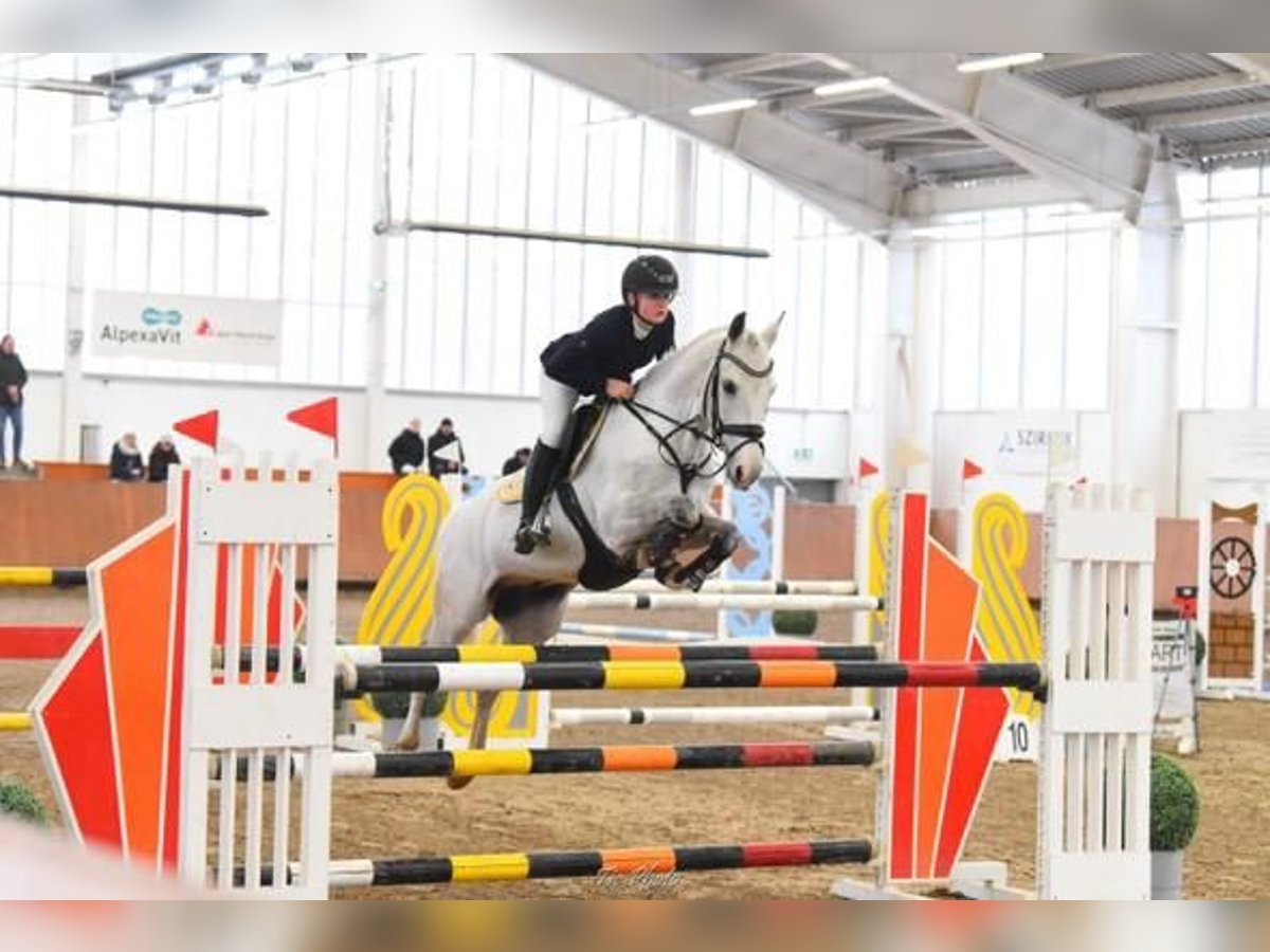 New Forest Pony Gelding 11 years 13,3 hh Gray in Tök