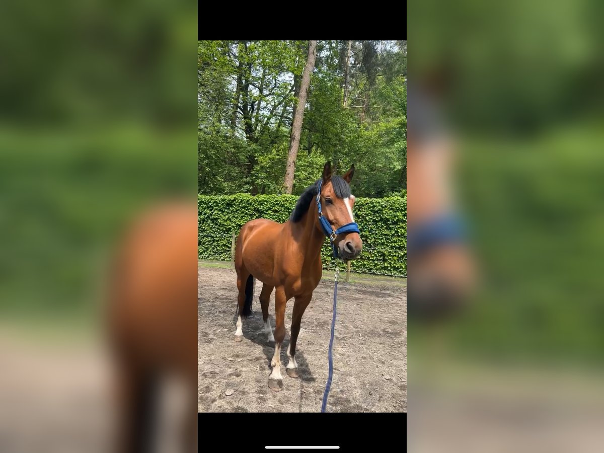 New Forest Pony Gelding 11 years 14,2 hh Brown in Brecht