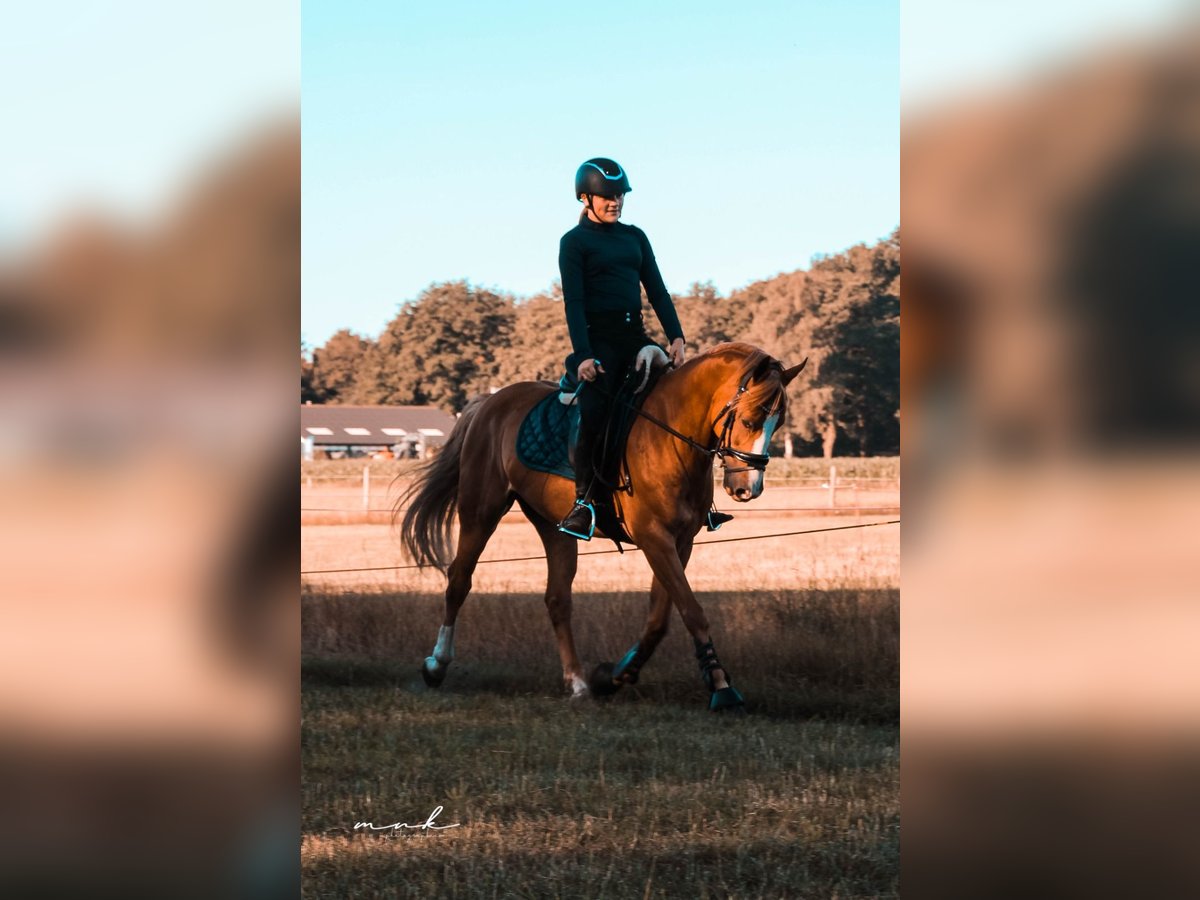 New Forest Pony Mix Gelding 12 years 14,1 hh Chestnut-Red in Luttenberg