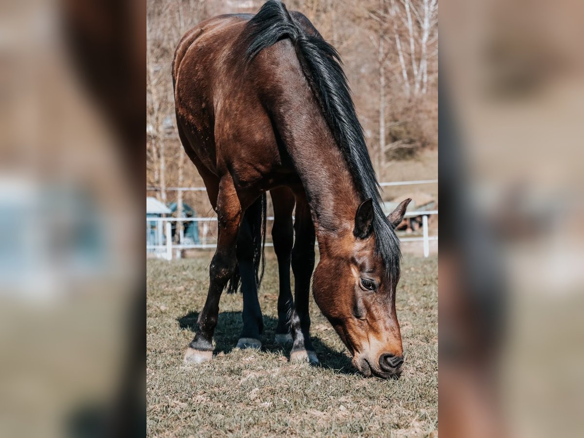 New Forest Pony Gelding 12 years 15 hh Brown in Niederkirchen