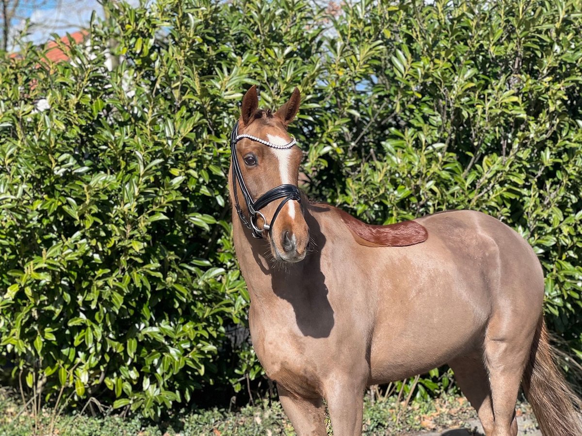 New Forest Pony Gelding 13 years 14,1 hh Chestnut-Red in Reck, bei Osnabrück