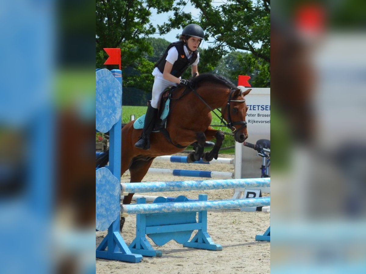 New Forest Pony Gelding 14 years 12,3 hh Brown in itegem