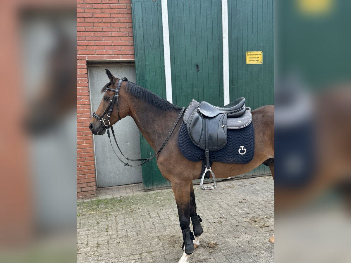 New Forest Pony Gelding 14 years 13,2 hh Brown in Essen (Oldenburg)