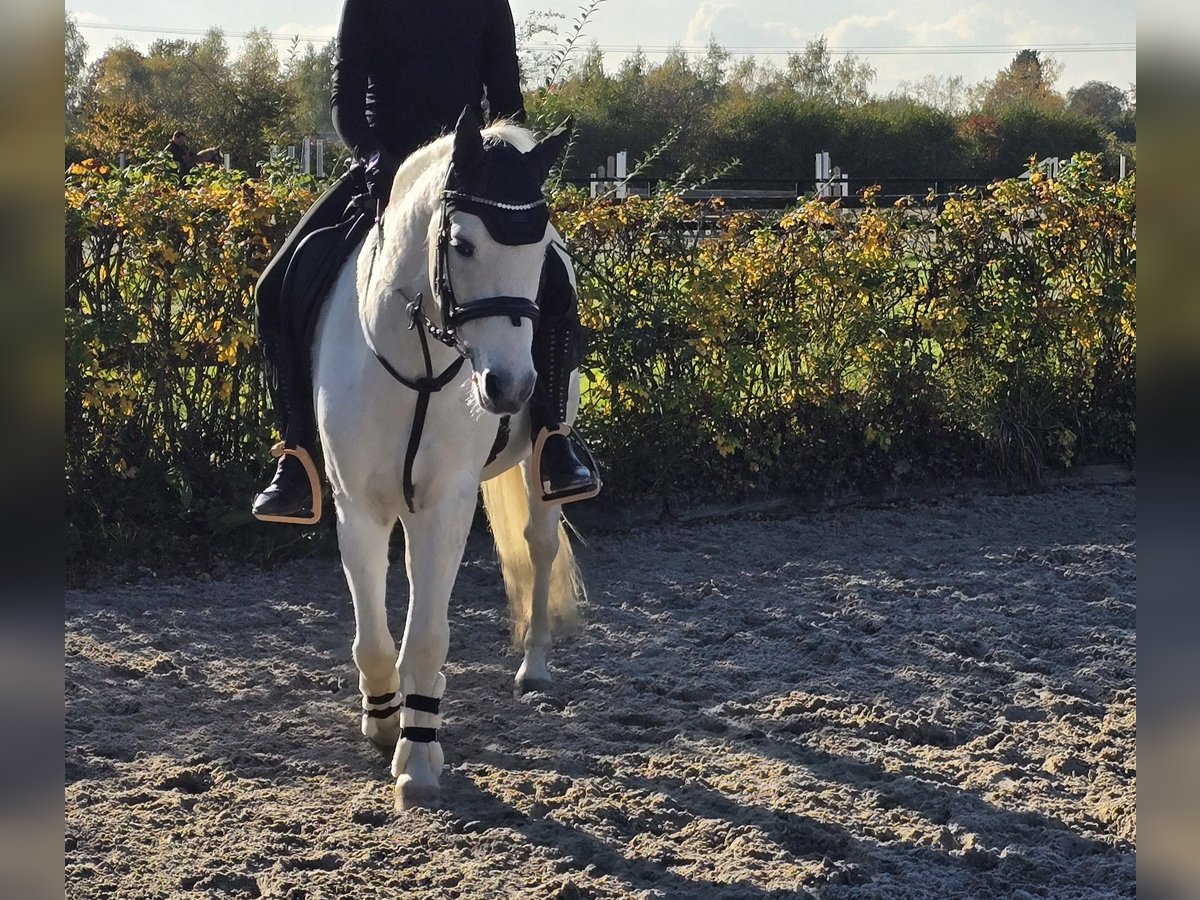 New Forest Pony Gelding 14 years 13,2 hh Gray in Heiligenhaus