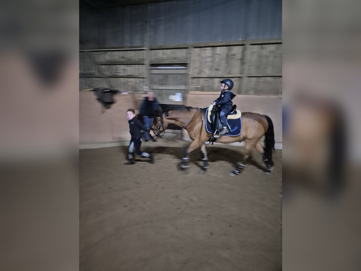 New Forest Pony Gelding 14 years 13,3 hh Brown in Helmstorf