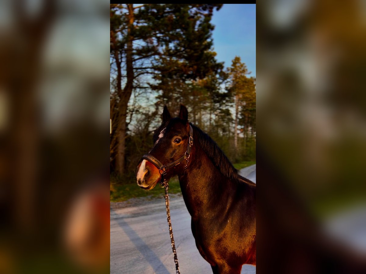 New Forest Pony Gelding 14 years 14,1 hh Black in Sommerhausen