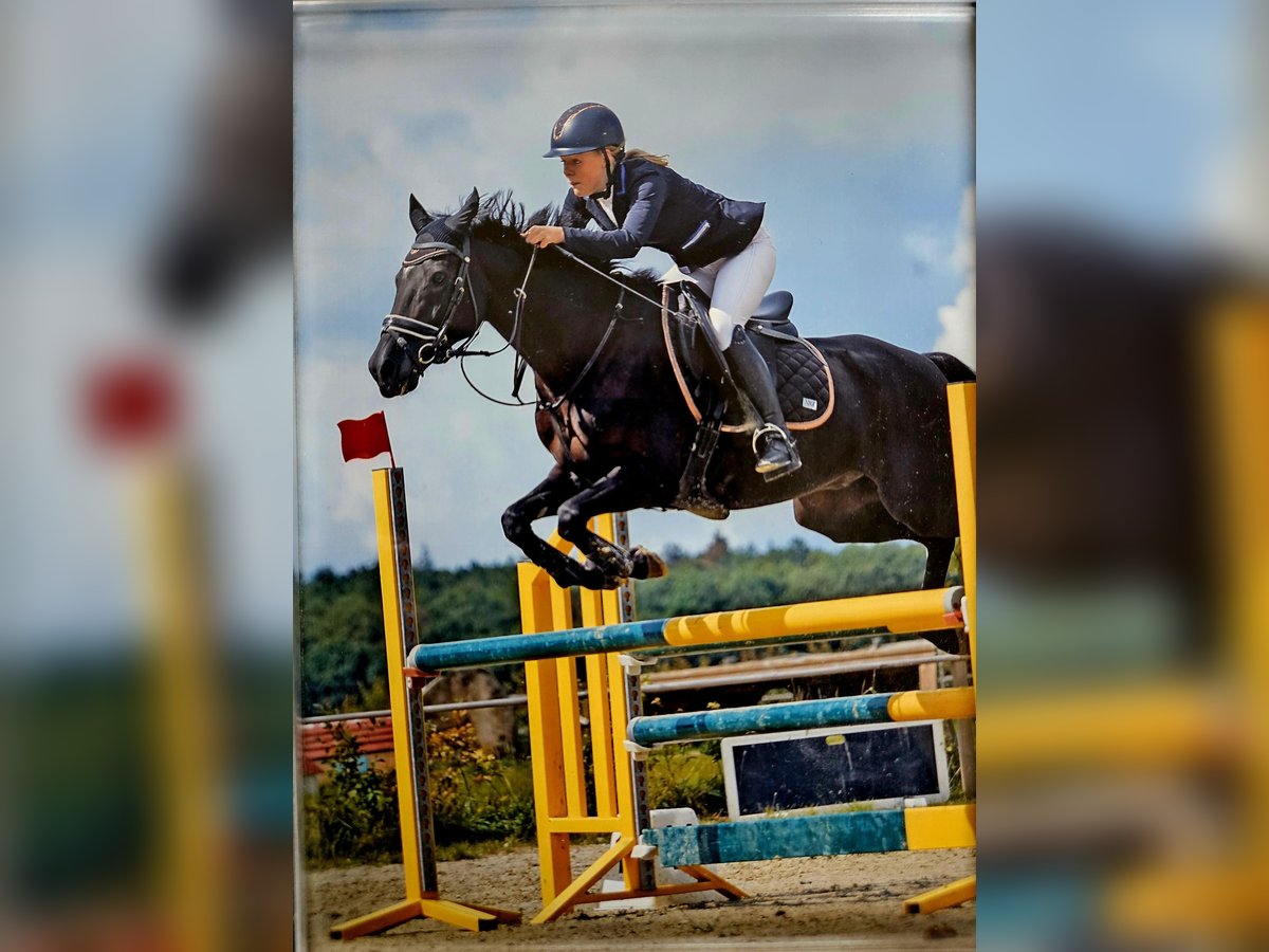 New Forest Pony Gelding 14 years 14,2 hh Black in Oud-Heverlee