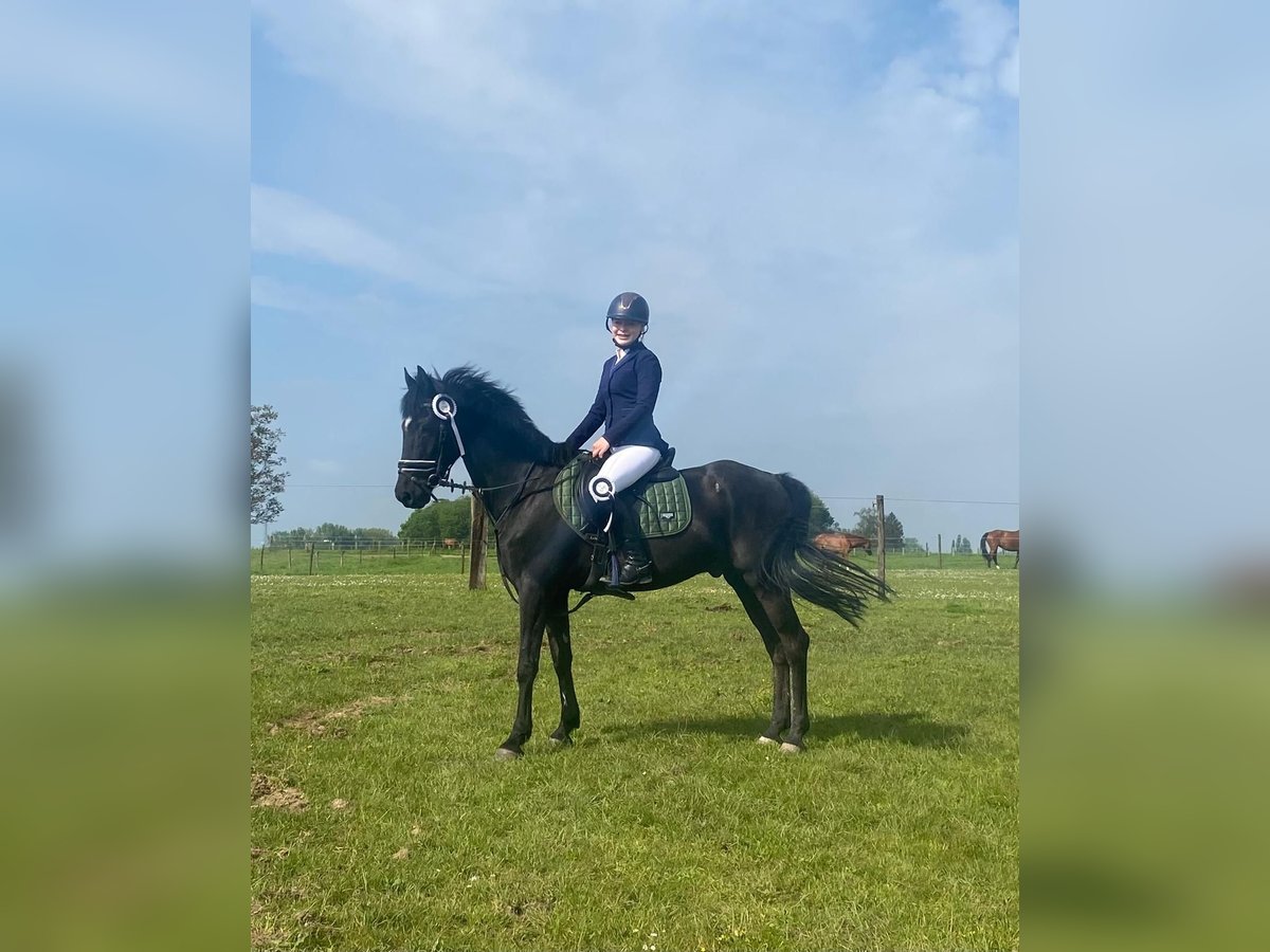 New Forest Pony Gelding 14 years 14,2 hh Black in Oud-Heverlee