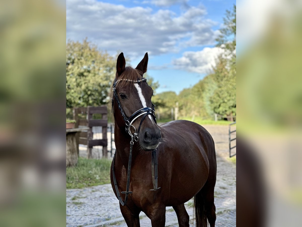 New Forest Pony Mix Gelding 14 years 14,3 hh Chestnut in Gronau (Leine)