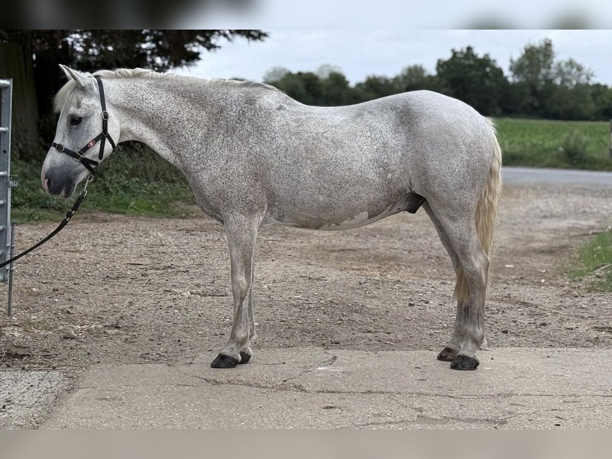 New Forest Pony Gelding 15 years 13 hh Grey in Cambridge, Cambridgeshire