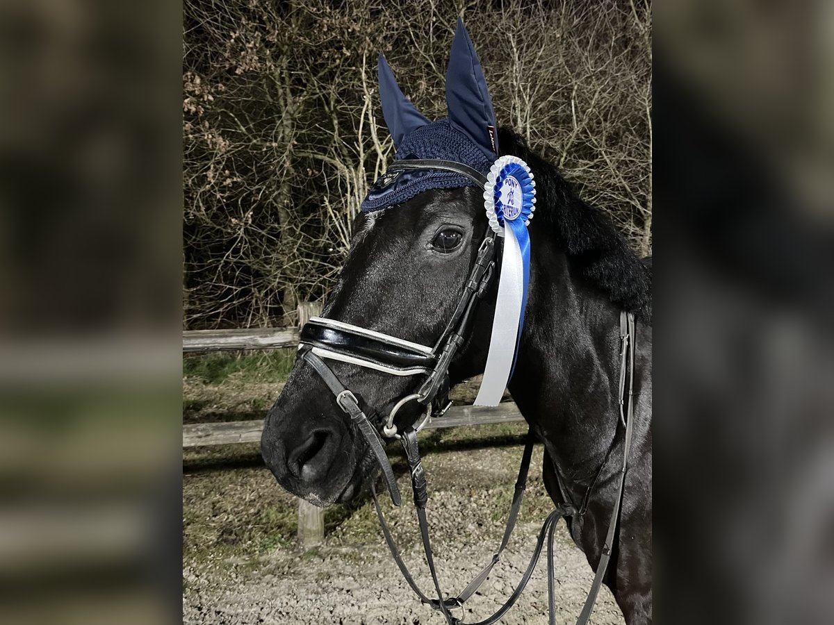 New Forest Pony Gelding 15 years 14,2 hh Black in Heverlee