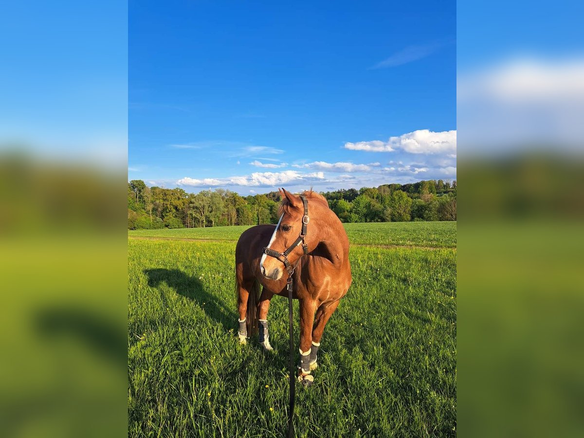 New Forest Pony Mix Gelding 17 years 14,2 hh Chestnut-Red in Seisenegg