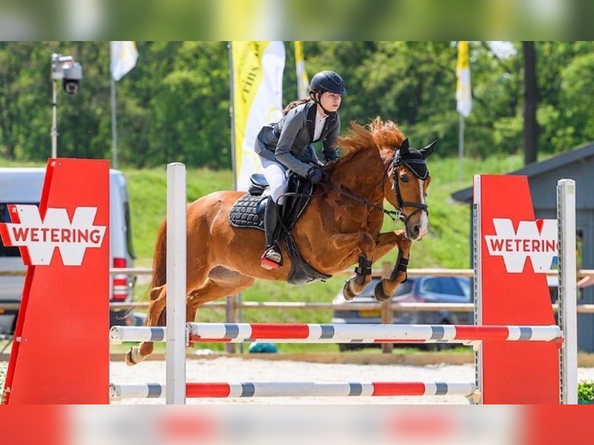 New Forest Pony Gelding 17 years 14 hh Chestnut-Red in Wouwse Plantage