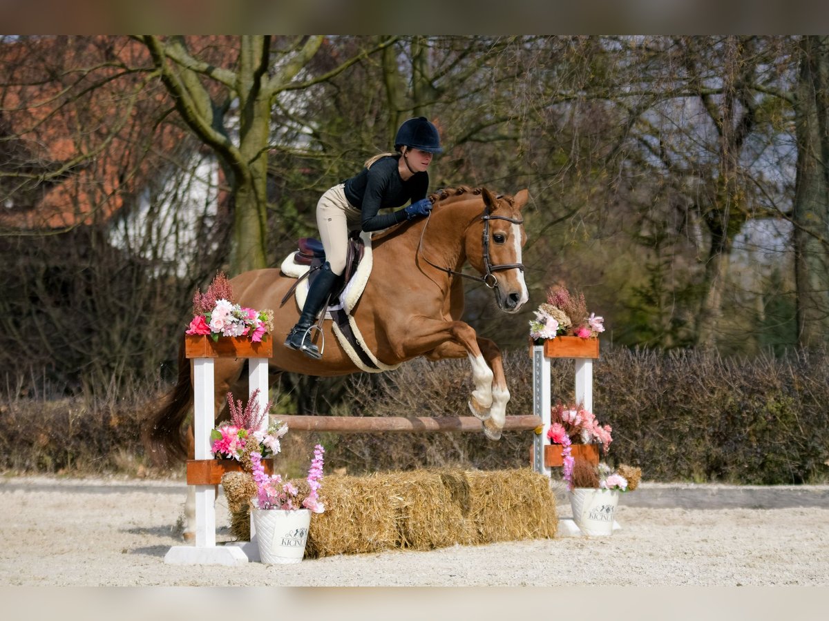 New Forest Pony Gelding 17 years 14,1 hh Chestnut-Red in Kicin