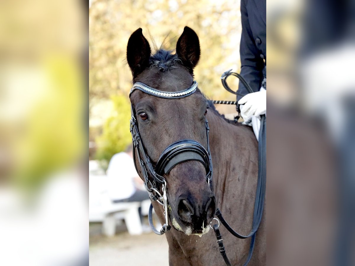 New Forest Pony Gelding 21 years 14,3 hh Black in Ebreichsdorf