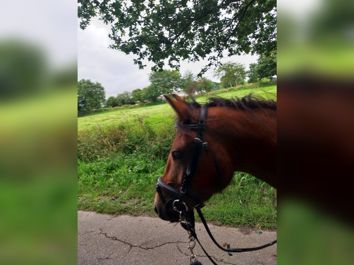 New Forest Pony Gelding 3 years 13,1 hh Bay-Dark in Ahrenviöl