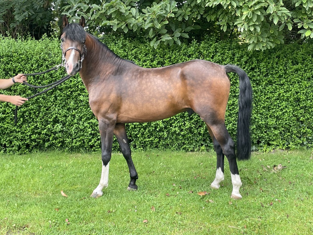 New Forest Pony Gelding 3 years 14,1 hh Bay-Dark in Maldegem