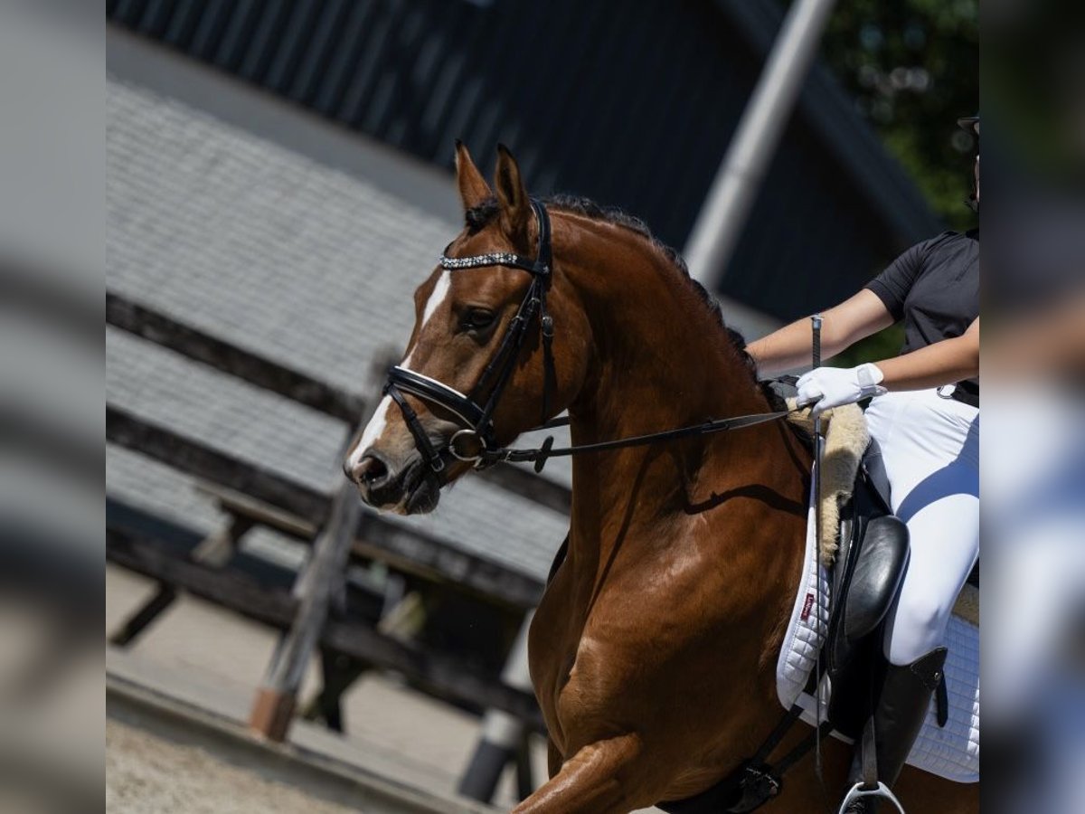 New Forest Pony Gelding 3 years 14 hh Brown-Light in Sint agatha