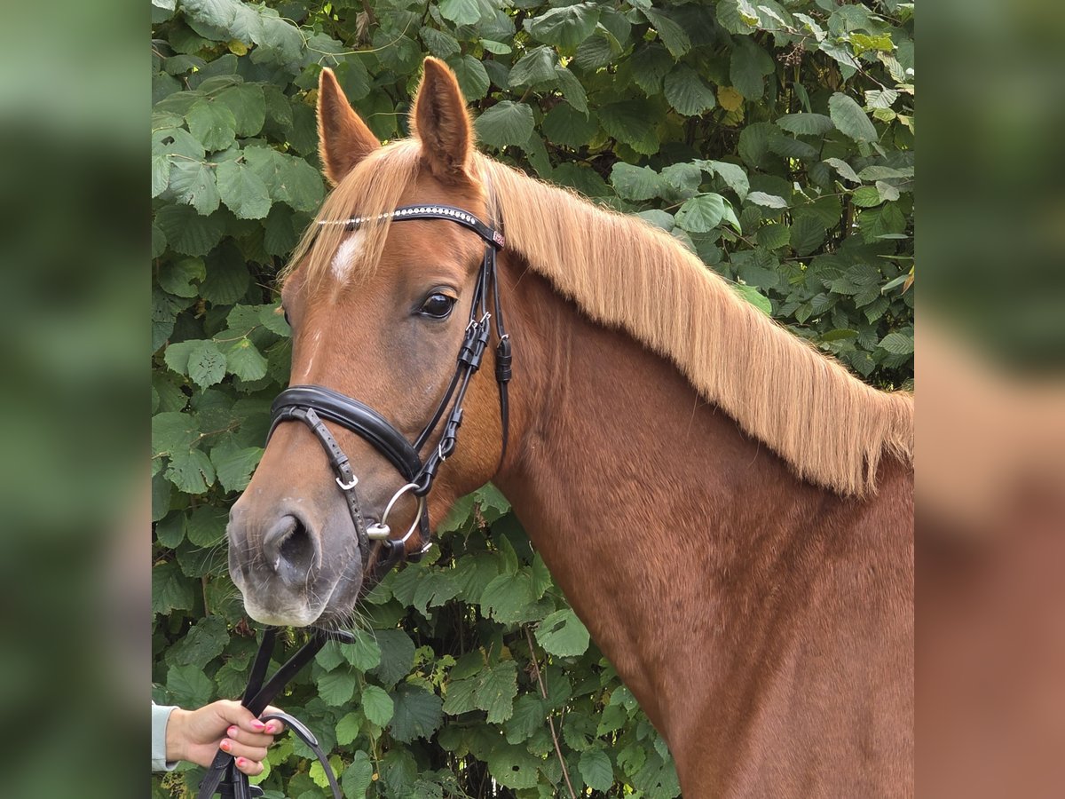 New Forest Pony Gelding 4 years 15 hh Chestnut in Wachtendonk