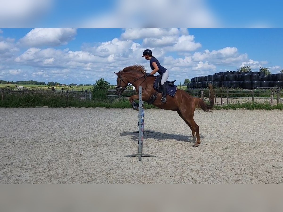 New Forest Pony Gelding 5 years 14,2 hh Chestnut-Red in Pijnacker