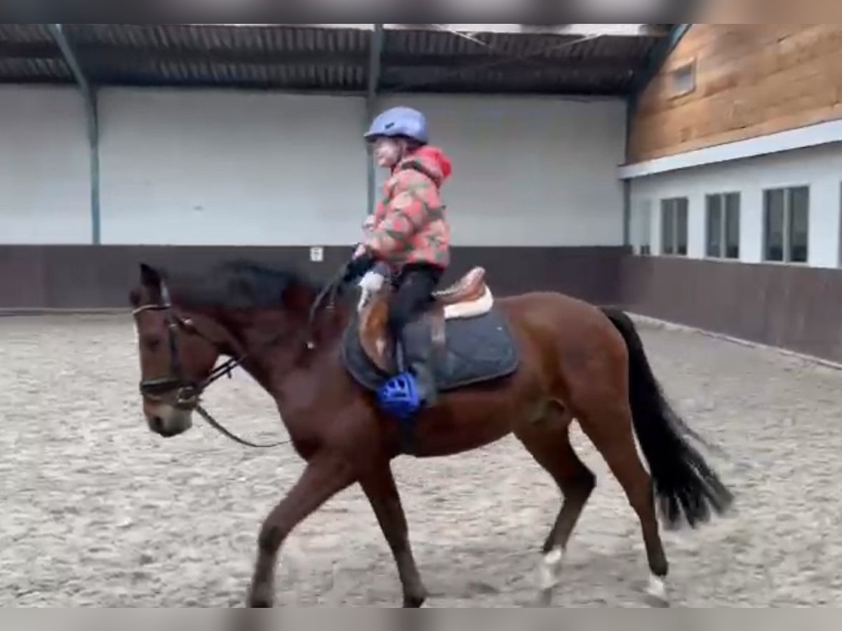 New Forest Pony Gelding 6 years 14,1 hh Brown in Harkema