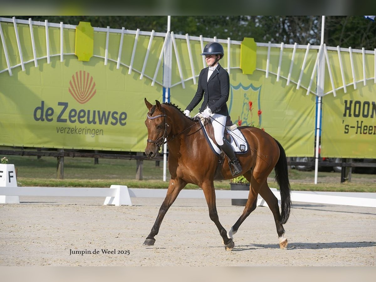New Forest Pony Gelding 6 years 14,2 hh Brown in Wouwse Plantage