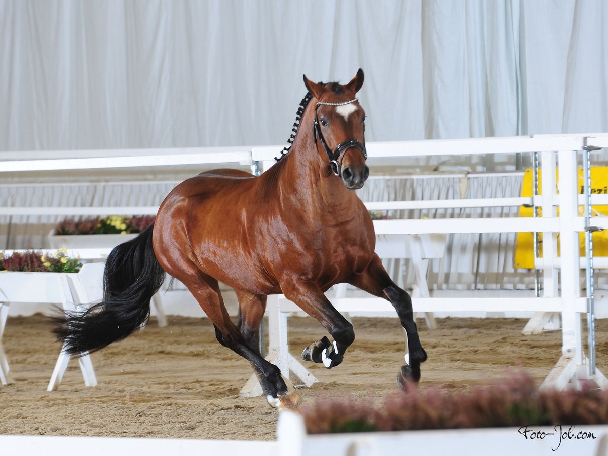 New Forest Pony Gelding 7 years 14,2 hh Brown in Pronstorf