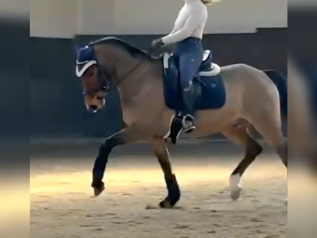 New Forest Pony Gelding 8 years 14,1 hh Brown in Erfurt