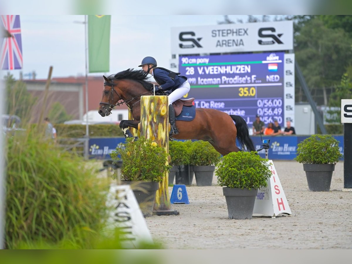 New Forest Pony Hengst 10 Jaar 148 cm Bruin in Voorthuizen